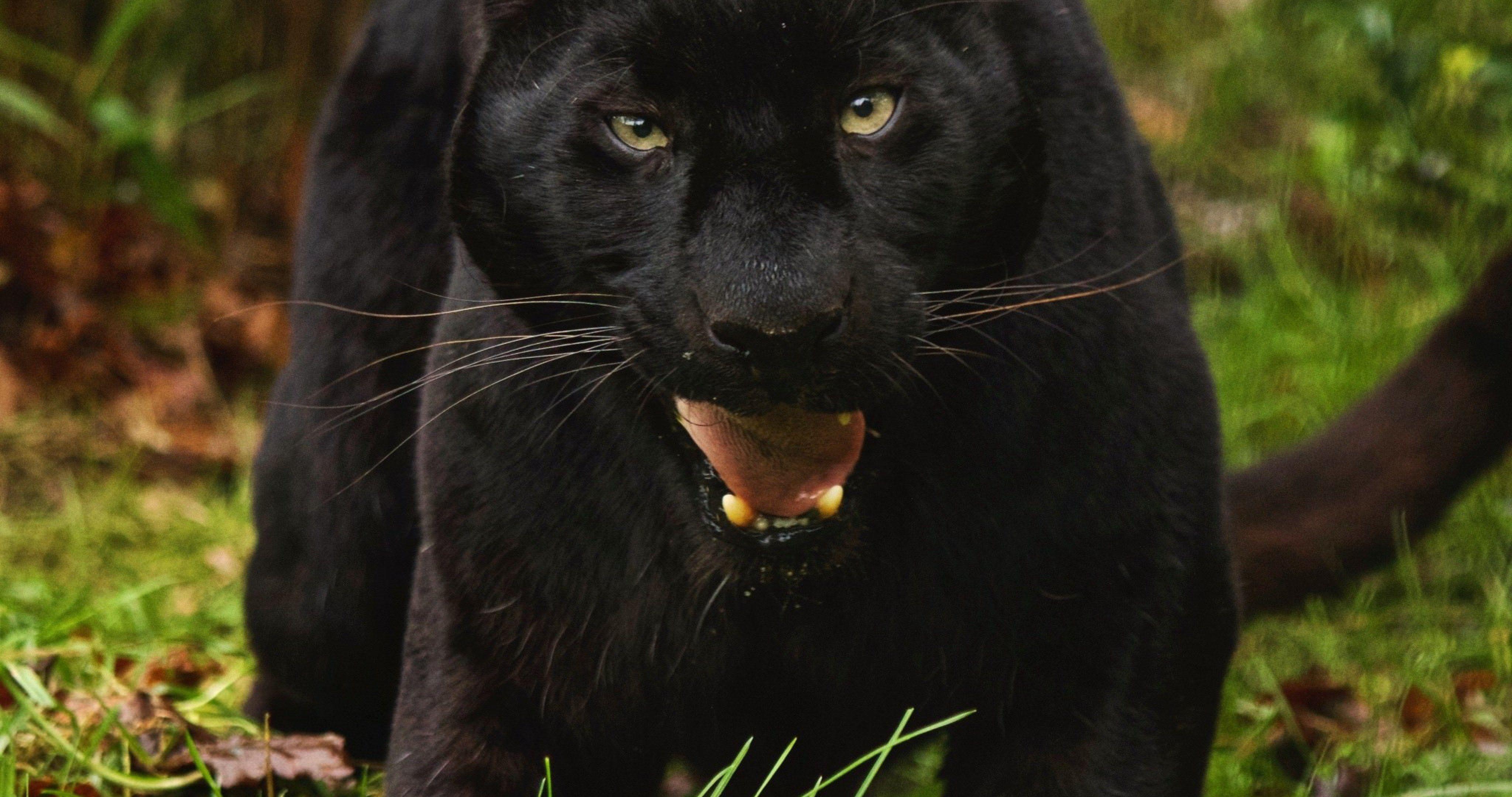 Black Jaguar 4K Wallpapers - Top Free Black Jaguar 4K Backgrounds