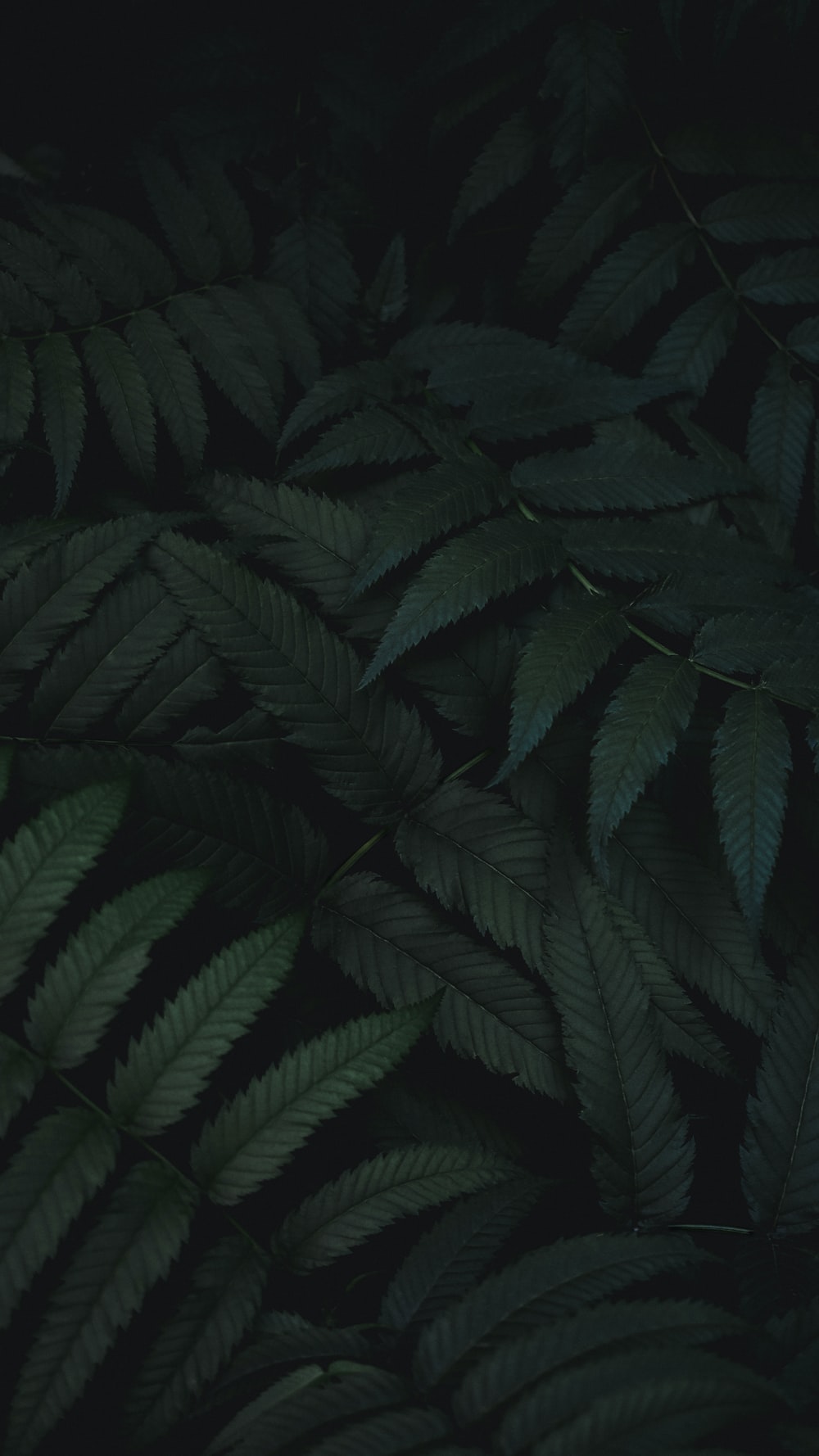 Dark Green Wallpapers on WallpaperDog